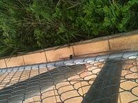 Grounding Cable Cut From Fence Down Wayville Stop Adelaide End