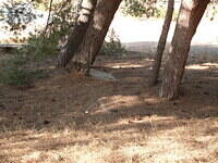 Clearly the Trees Came After the Footings