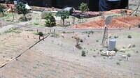 Terowie North 29